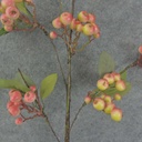27&quot; BERRY CLUSTER SPRAY  CREAM/GREEN/PINK