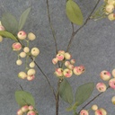 27&quot; BERRY CLUSTER SPRAY  CREAM/PINK