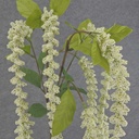 AMARANTHUS HANGING SPRAY X6 40"  CREAM