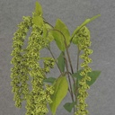 AMARANTHUS HANGING SPRAY X6 40"  GREEN