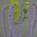 AMARANTHUS HANGING SPRAY X6 40"  PURPLE