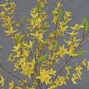 FORSYTHIA BUSH X10   30"