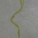 CURLY WILLOW TWIG SPRAY X3 31&quot;  GREEN/MOSS