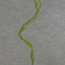 CURLY WILLOW TWIG SPRAY X3 31"  GREEN/MOSS