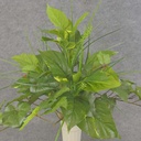 POTHOS/IVY/GRASS MIX BUSH 19"  