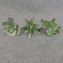 SUCCULENT PICK ASST (3/BAG)      DUSTY GREEN