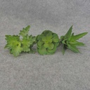 SUCCULENT PICK ASST (3/BAG)      GREEN