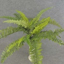 BOSTON FERN BUSH X4 22" SILK