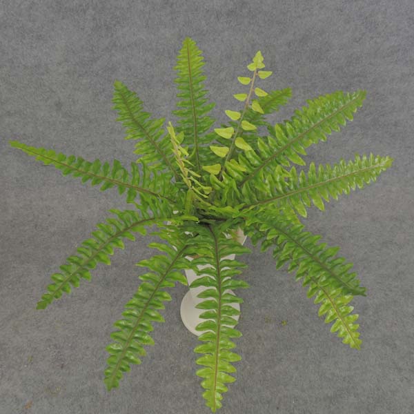 BOSTON FERN BUSH 13" X14 SILK