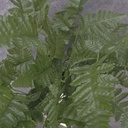 LEATHER LEAF FERN BUSH X12 16"