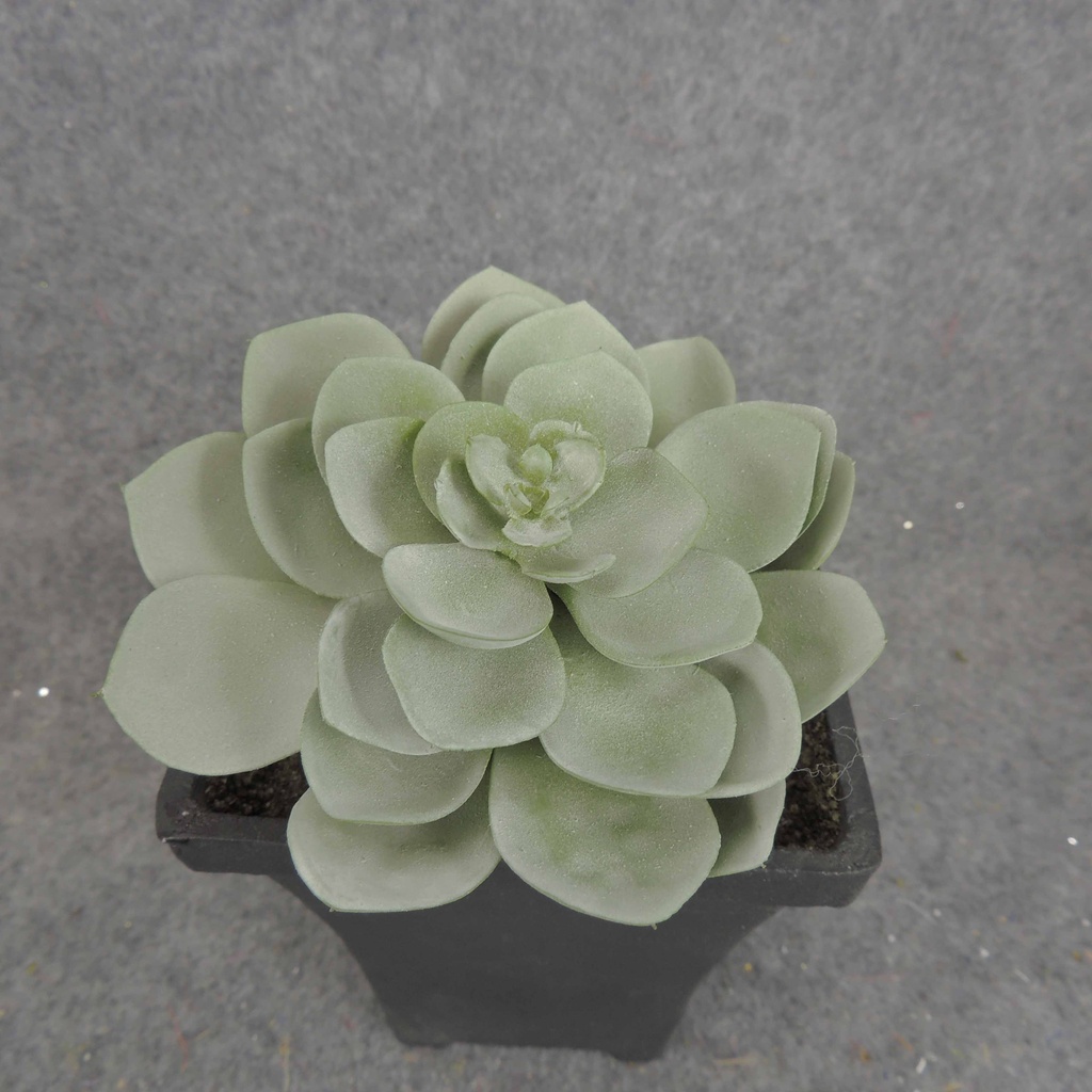 SUCCULENT HEN&CHICK 4"dia  DUSTY GREEN