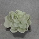 SUCCULENT HEN&CHICK 4"dia  DUSTY GREEN