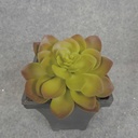 SUCCULENT HEN&CHICK 4"dia  GREEN