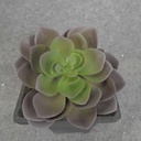 SUCCULENT HEN&CHICK 4"dia  PURPLE/GREEN