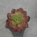 SUCCULENT HEN&CHICK 4"dia  RED/GREEN