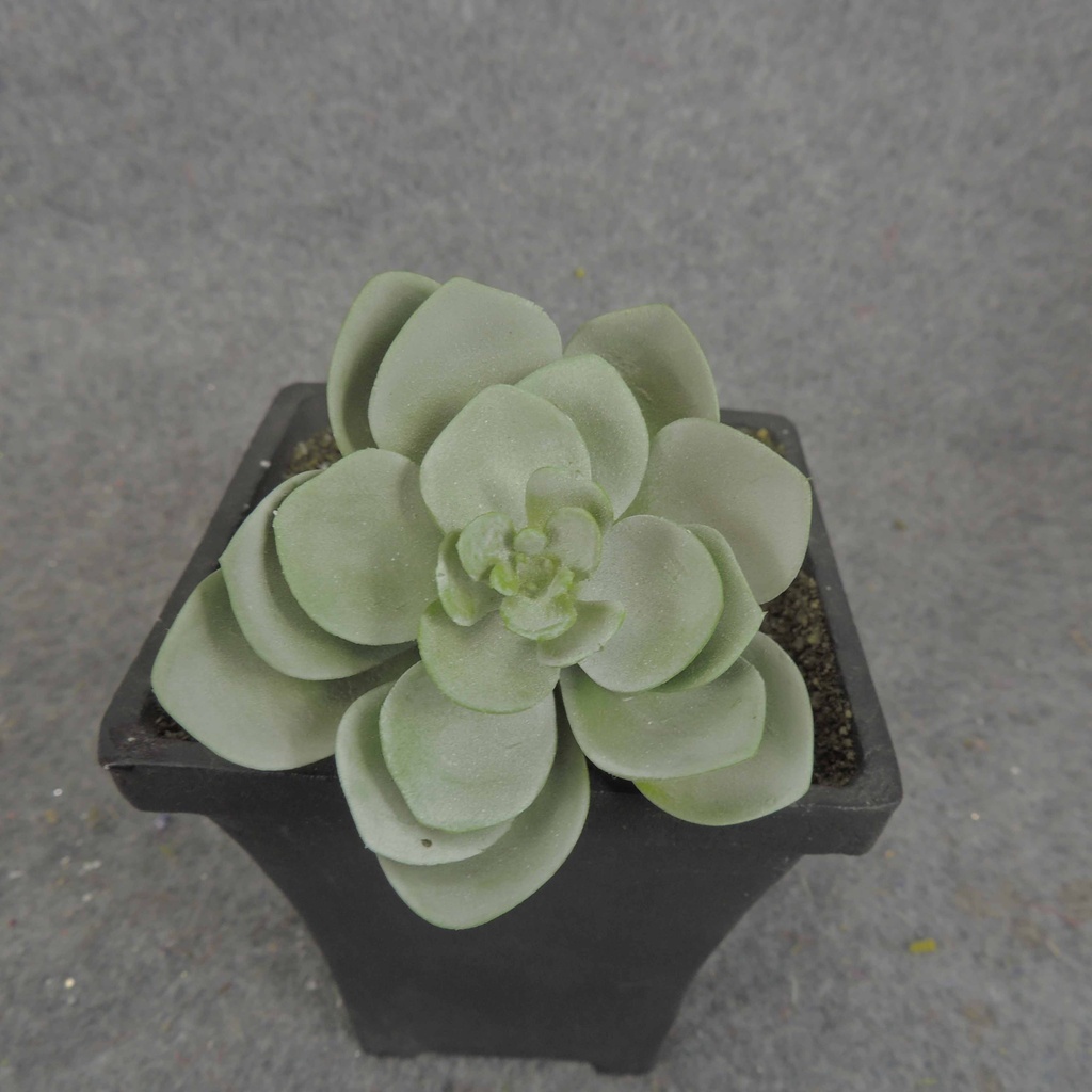 SUCCULENT HEN&CHICK 3"dia (6/BAG)   DUSTY GREEN