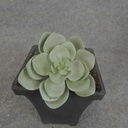 SUCCULENT HEN&CHICK 3"dia (6/BAG)   DUSTY GREEN