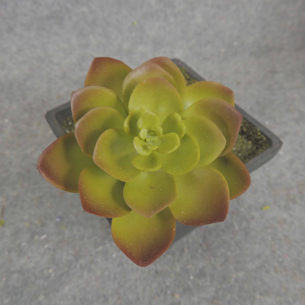 SUCCULENT HEN&CHICK 3"dia (6/BAG)   GREEN