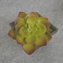 SUCCULENT HEN&CHICK 3"dia (6/BAG)   GREEN