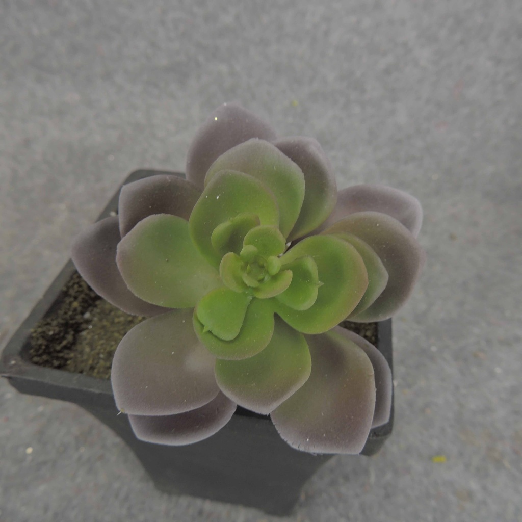 SUCCULENT HEN&CHICK 3"dia (6/BAG)   PURPLE/GREEN