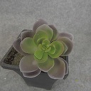 SUCCULENT HEN&CHICK 3"dia (6/BAG)   PURPLE/GREEN