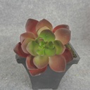 SUCCULENT HEN&CHICK 3"dia (6/BAG)   RED/GREEN