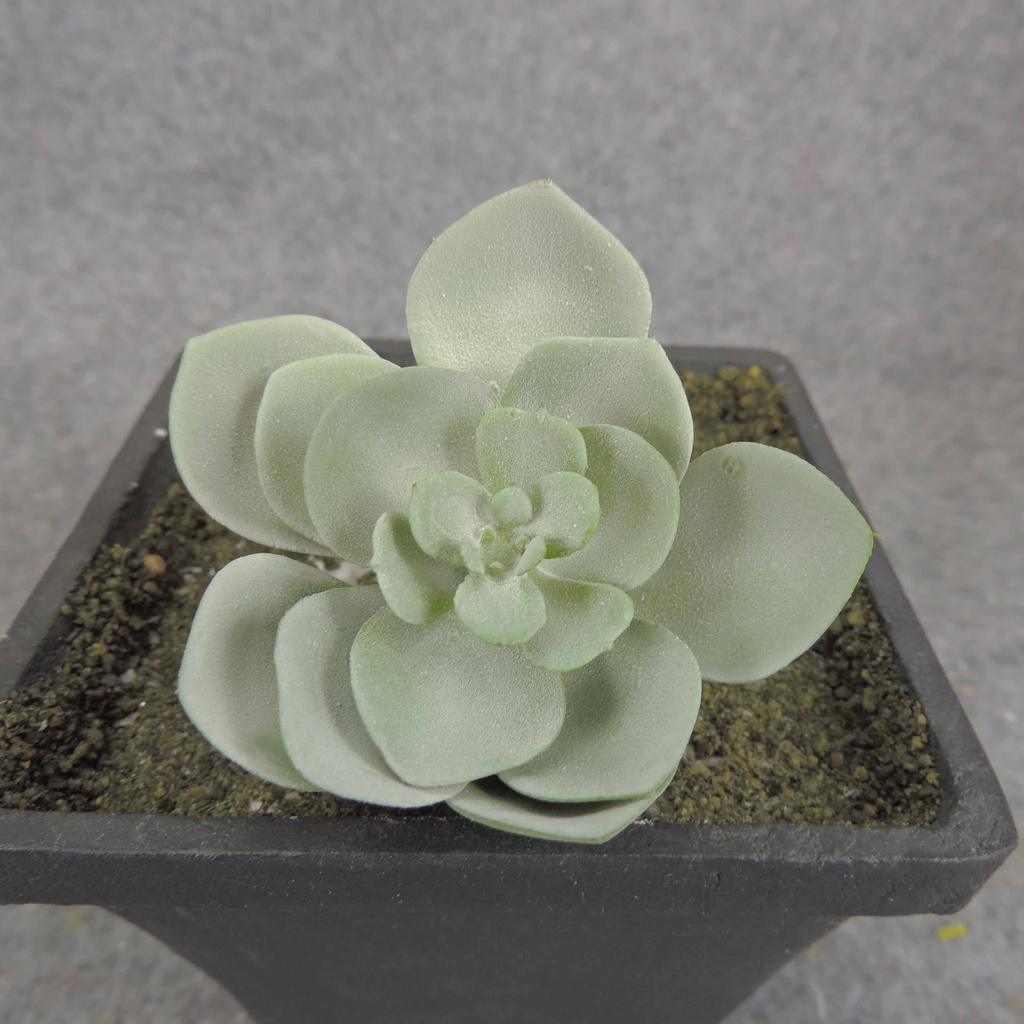 SUCCULENT HEN&CHICK 2"dia 6/BAG   DUSTY GREEN