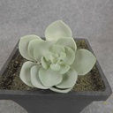 SUCCULENT HEN&CHICK 2"dia 6/BAG   DUSTY GREEN