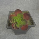 SUCCULENT HEN&CHICK 2"dia 6/BAG   RED/GREEN