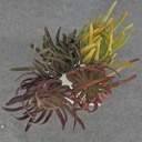 SUCCULENT PICK 9" (4/BAG) 4-ASST