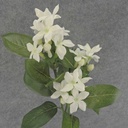 STEPHANOTIS SPRAY X3 24"