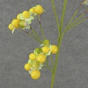 28" FLOWERING H/W BERRY SPRAY  YELLOW/GREEN