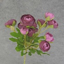 RANUNCULUS MINI SPRAY X10 22"  PURPLE