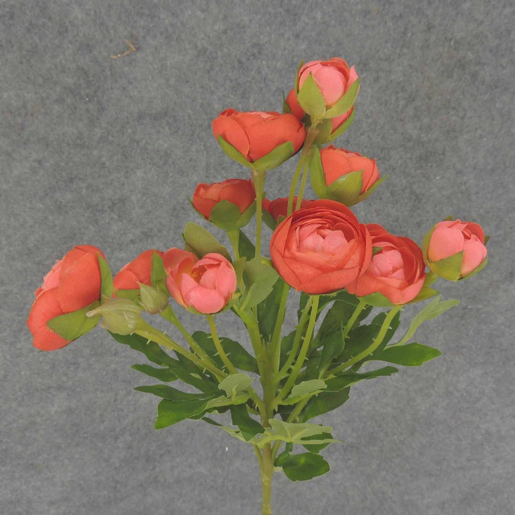 RANUNCULUS MINI SPRAY X10 22"  SALMON