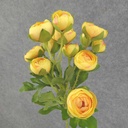 RANUNCULUS MINI SPRAY X10 22"  YELLOW