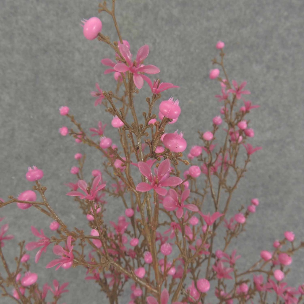 STAR FLOWER BERRY BUSH 20" X7
