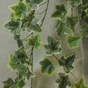 IVY ENGLISH HANGER 40" 244 LVS VARIEGATED