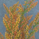 HEATHER BUSH X9 21"  ORANGE