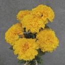 MARIGOLD BUSH X9 19" 4"dia  GOLDEN YELLOW