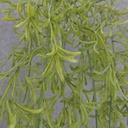 PODOCARPUS HANGING BUSH X5 56"