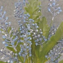 SEED/LEAF BUSH X6 18" PLASTIC  BLUE