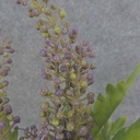 SEED/LEAF BUSH X6 18" PLASTIC  PURPLE/GREEN