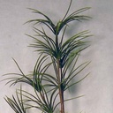 FOLIAGE PINUS STROBUS SPRAY 48"