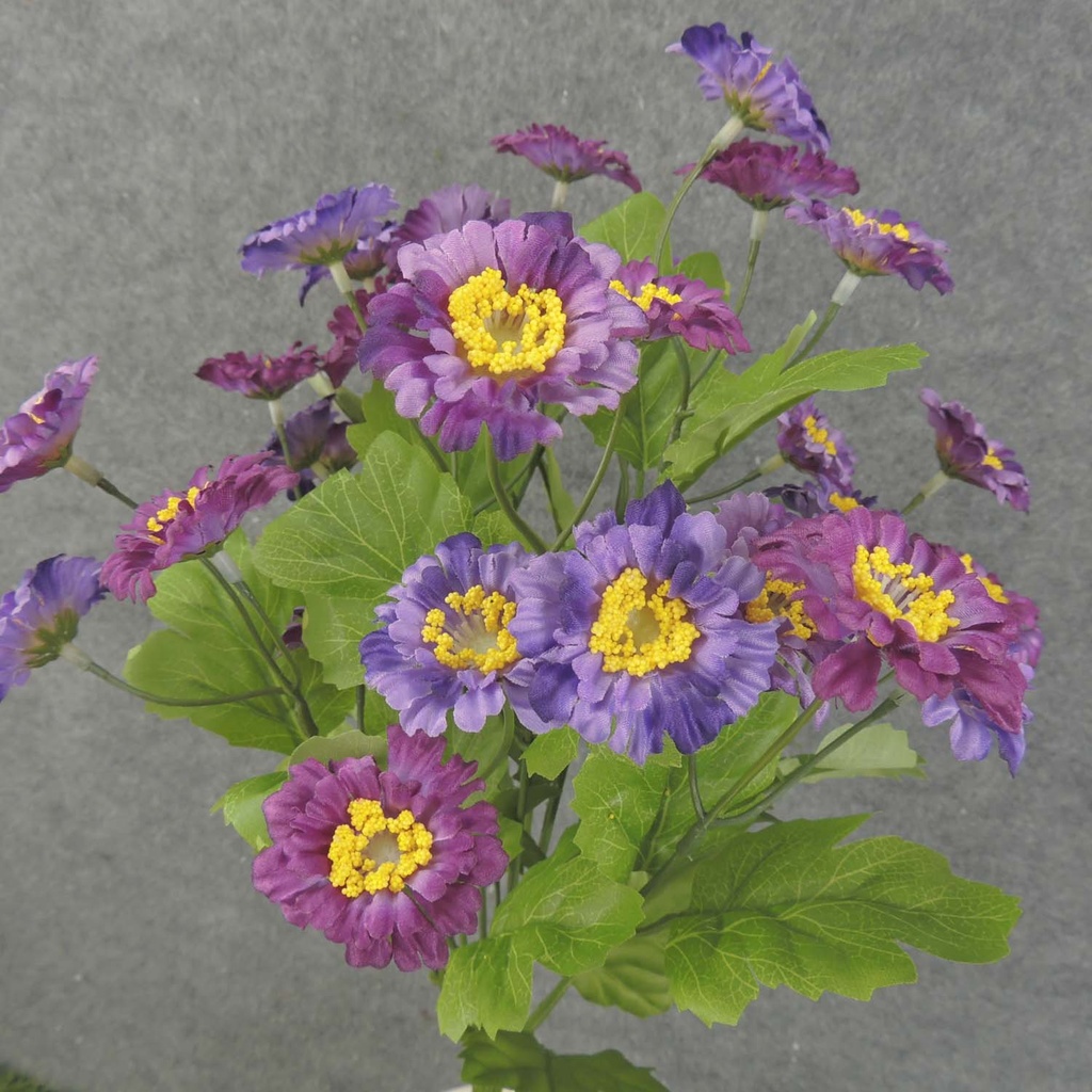 ZINNIA BUSH X10 19"  PURPLE