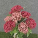 QUEEN ANN'S LACE BUSH 17" X9     PINK