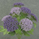 QUEEN ANN'S LACE BUSH 17" X9     PURPLE