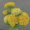 QUEEN ANN'S LACE BUSH 17" X9     YELLOW