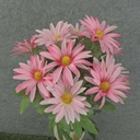 DAISY BUSH X11 18"  PINK