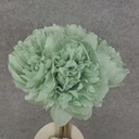 PEONY BUNDLE 10" X5 3"dia  MINT