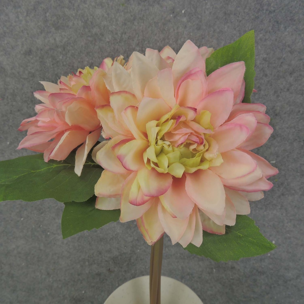 DAHLIA BUNDLE X3 11" 4"dia  CREAM/PINK